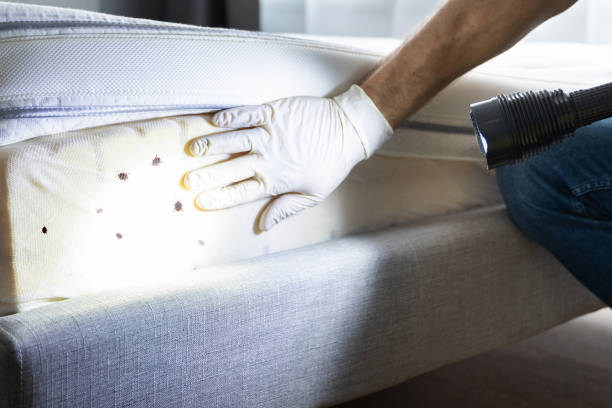 Best Local Pest Control Services  in Harvard, NE